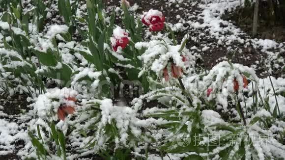 五月的晚春雪落在盛开的花朵上视频