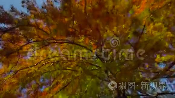 秋天的树枝有叶子视频