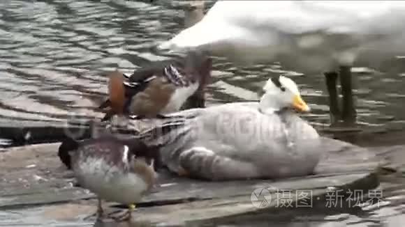 池塘上不同的水鸟视频