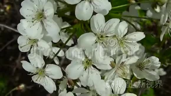 樱花树天樱花树枝近在风中绽放视频