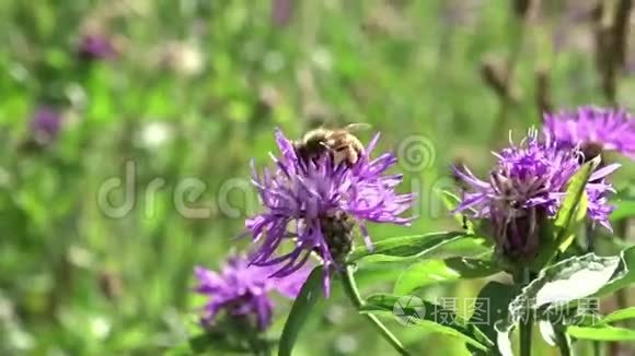 蜜蜂绕着花飞视频