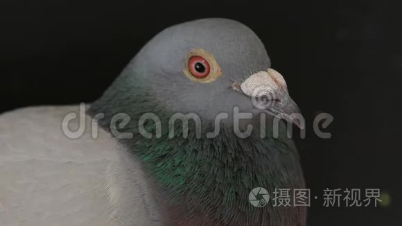 黑鸽雄鸟的嘴和脸特写短视频