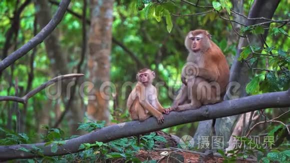 雨林中的猴子坐在树枝上视频