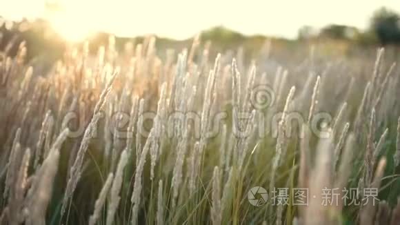 日落或日出时，把草地上的花收起来。 丰富多彩的自然背景