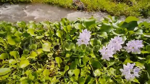 山河有鲜花和茂密的绿色植物。 源于马永火山的山地火山河.. 法律公报