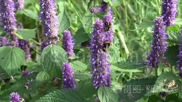 大黄蜂在医用海茴香花上视频