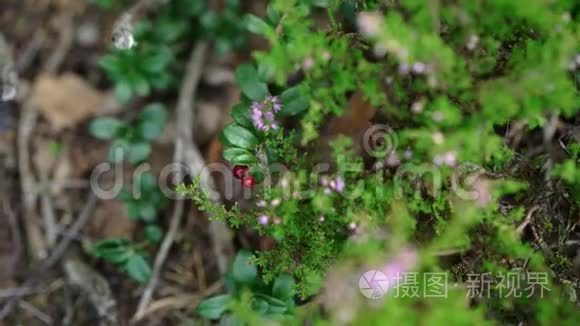 森林里的红色浆果和粉红色的花视频