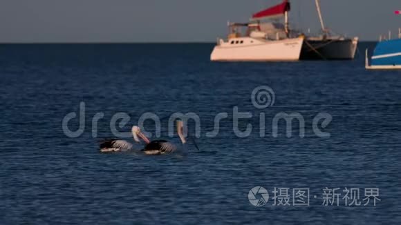 猴子米娅的剪影延时镜头视频