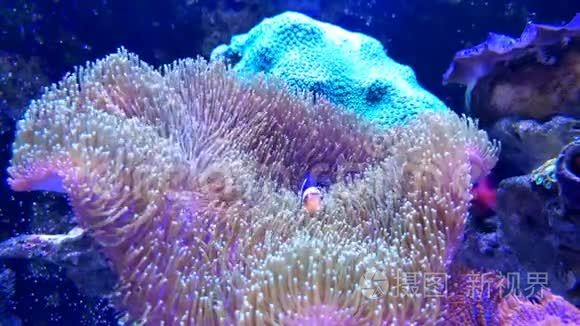红色小丑鱼玩珊瑚视频