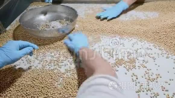 在豆浆厂分拣有机生干豆的工人视频
