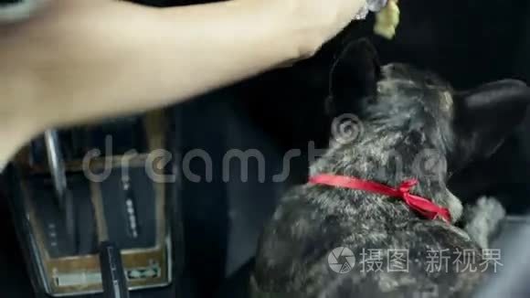 女人在车里给她的狗颁奖视频