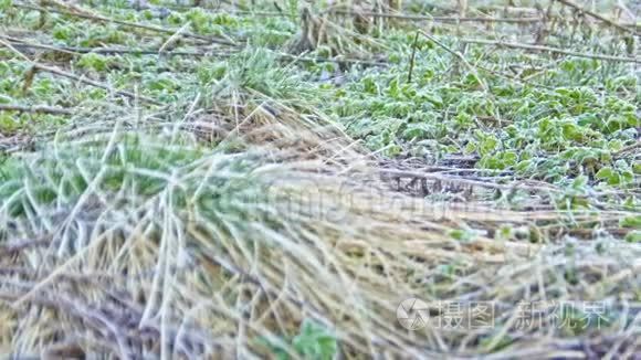 春田植物的霜冻视频