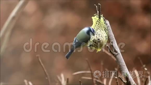 蓝蒂挑肥胖的食物视频