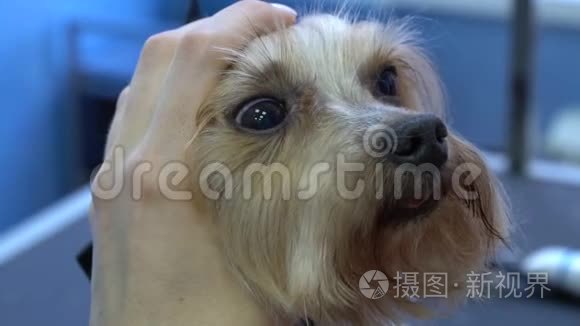 约克郡猎犬在宠物沙龙理发视频