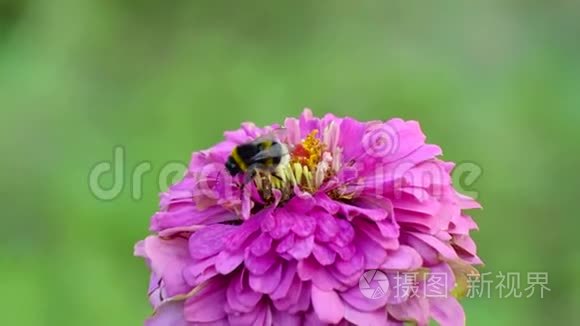 大黄蜂在一朵紫花上采集蜂蜜