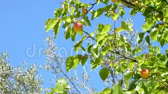 蓝蓝的天空挂在树枝上的杏果视频