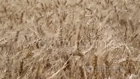 阿根廷农村的小麦种植区