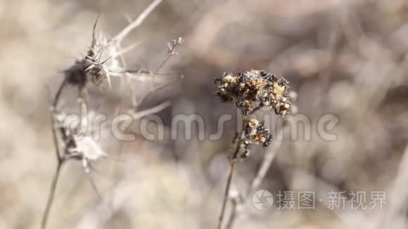 一队蚂蚁把干植物拿去储存视频