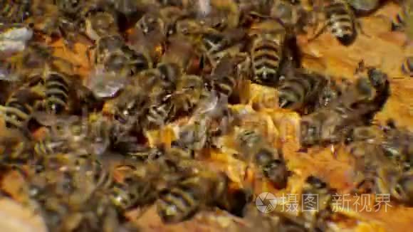 蜂房中的蜜蜂产生蜡，并从它中建造蜂窝。