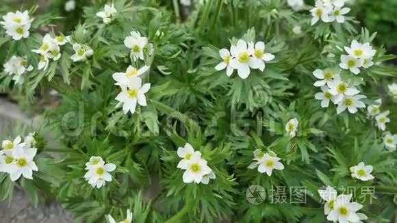 野花和植物。 海葵花。 野花。 田野上五颜六色的花。 野草间的野花