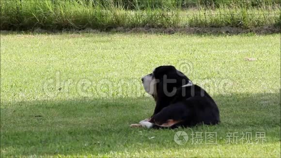 贝塞特猎犬在花园里视频