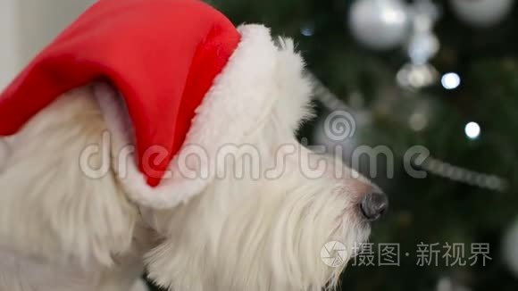 穿圣诞老人服装的圣诞狗腿狗视频