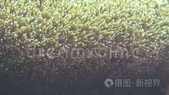 野生动物海葵视频