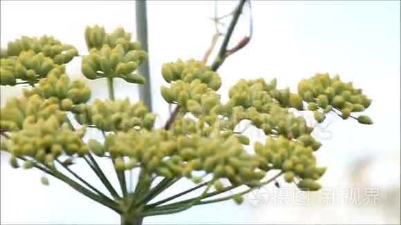 茴香茴香囊视频