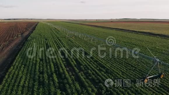 工业农业4K空中视频镜头：夏季农田灌溉。 无人机射击，夏季黎明农业