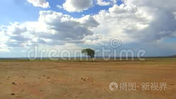 成群的羊在热带草原上凝视非洲视频