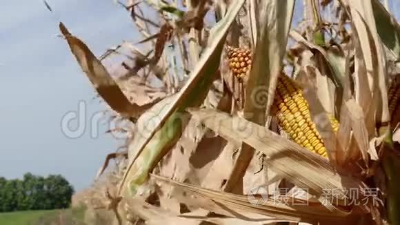 农夫打开玉米穗视频