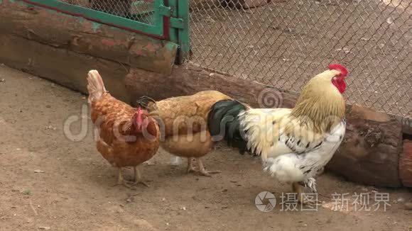 农场里的公鸡和鸡肉视频