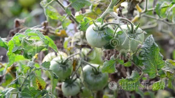 花园里的绿色未成熟的西红柿视频