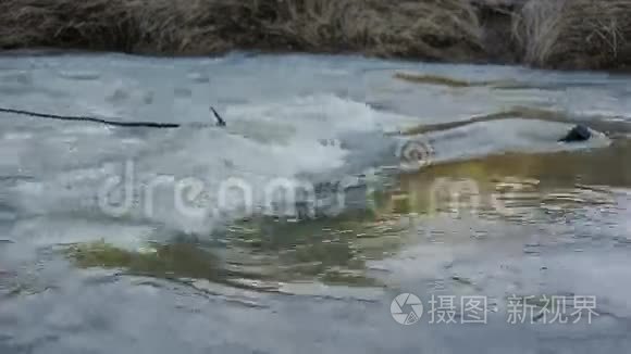 夏天森林里充满活力的河流视频