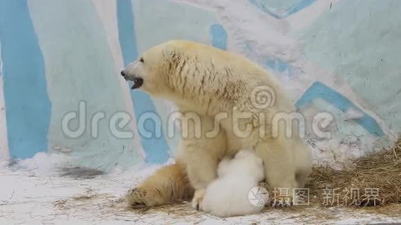 北极熊幼崽在动物园里吃妈妈给他的牛奶