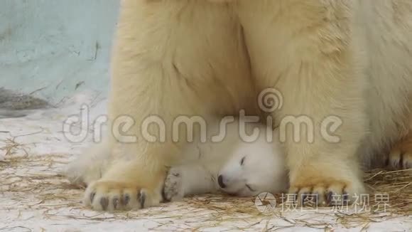 波特瑞特：冬天北极熊在动物园里照顾她熟睡的幼崽