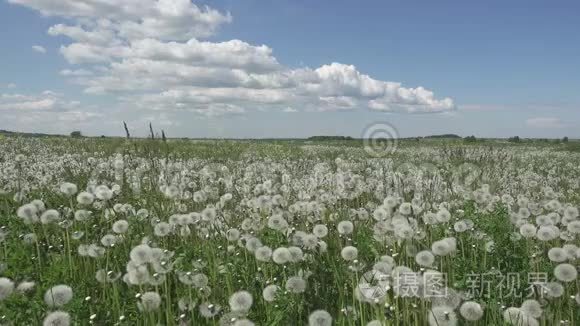 白蒲公英在夏日阳光明媚的日子里，天空背景下白云