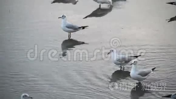 海鸥群在海上行走视频