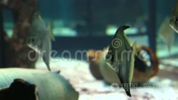 装饰精美的淡水水族馆单足虫科视频