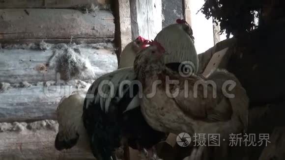 鸡在一个旧谷仓里栖息视频