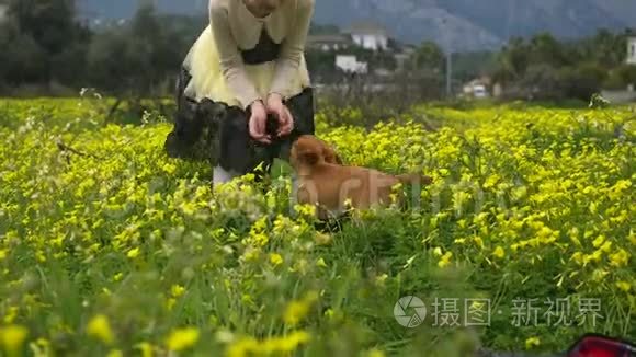 美丽的女孩和小狗在草地上玩耍视频