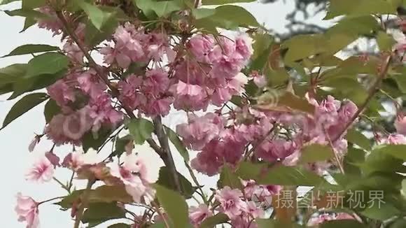 盛开的樱花视频