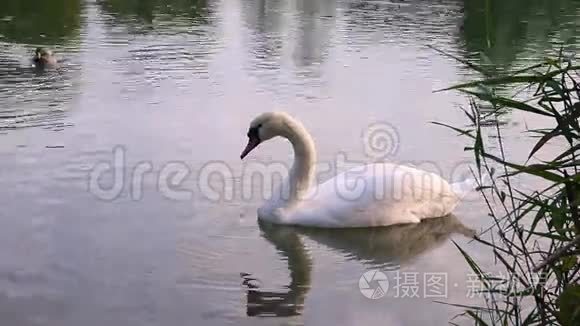 白天鹅湖里的饮用水视频