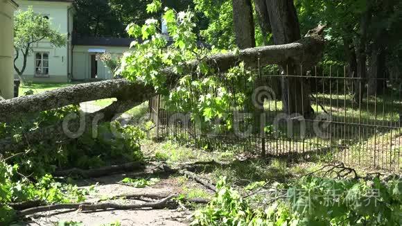 篱笆和住宅入口倒塌的大树枝视频