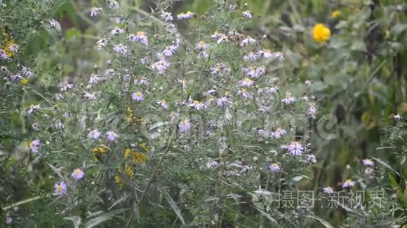 夏季多年生的雨中星体视频