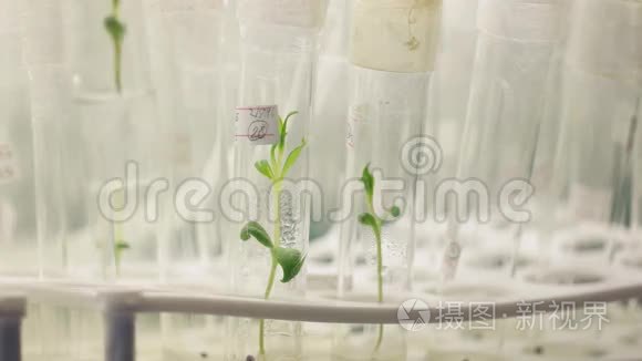 实验室试管中的植物组织培养视频