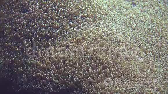 水下海葵