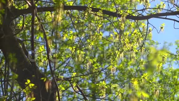 树干和带叶子的树枝视频