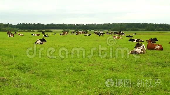 一群牛躺在田野的草地上视频