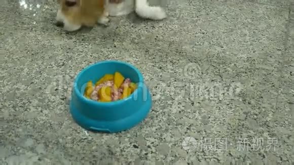 可爱的小猎犬等着吃巴夫的食物视频